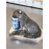 Image 3 : Drunken Squirrel Full Body Taxidermy Mount