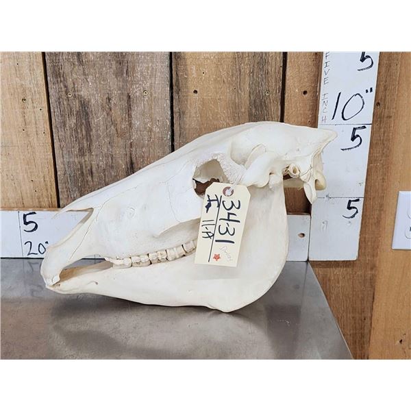 Donkey Skull Taxidermy