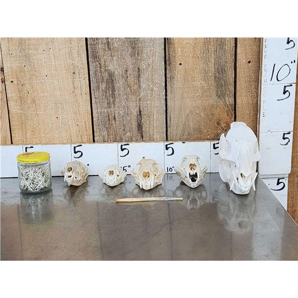 Small Animal Skulls & Bone Lot Taxidermy