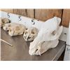 Image 2 : Small Animal Skulls & Bone Lot Taxidermy