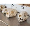Image 3 : Small Animal Skulls & Bone Lot Taxidermy