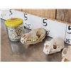 Image 4 : Small Animal Skulls & Bone Lot Taxidermy