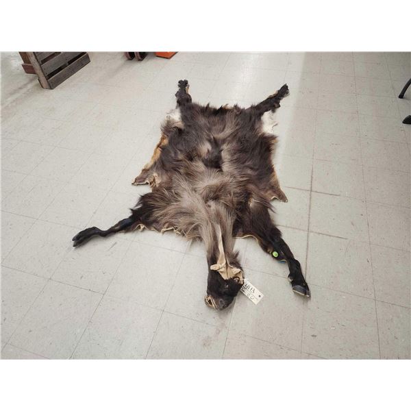 Himalayan Tahr Soft Tanned Full Body Cape Taxidermy