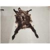 Image 2 : Himalayan Tahr Soft Tanned Full Body Cape Taxidermy