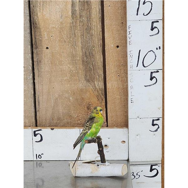 Parakeet Full Body Bird Taxidermy