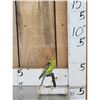 Image 1 : Parakeet Full Body Bird Taxidermy