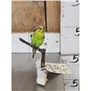 Image 2 : Parakeet Full Body Bird Taxidermy