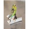 Image 3 : Parakeet Full Body Bird Taxidermy