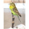 Image 5 : Parakeet Full Body Bird Taxidermy