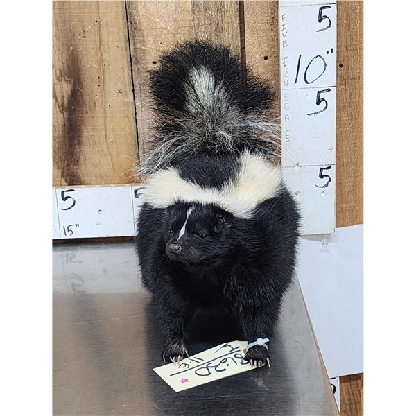 Skunk Full Body Taxidermy Mount