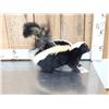 Image 2 : Skunk Full Body Taxidermy Mount