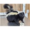 Image 3 : Skunk Full Body Taxidermy Mount