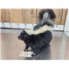 Image 4 : Skunk Full Body Taxidermy Mount