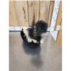 Image 5 : Skunk Full Body Taxidermy Mount
