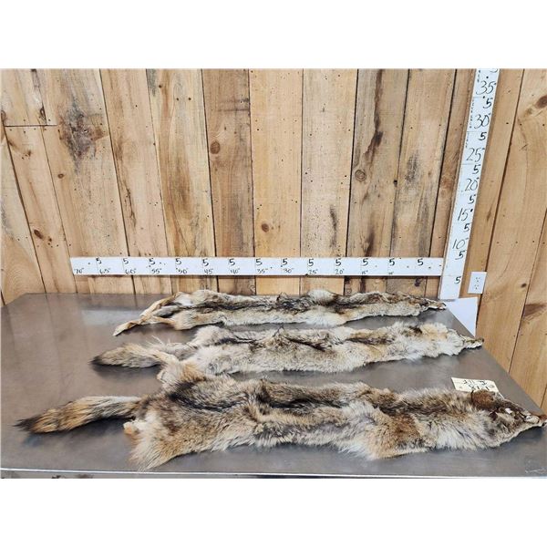 3 Coyote Soft Tanned Furs Taxidermy