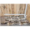 Image 1 : 3 Coyote Soft Tanned Furs Taxidermy