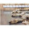 Image 2 : 3 Coyote Soft Tanned Furs Taxidermy