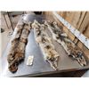 Image 3 : 3 Coyote Soft Tanned Furs Taxidermy