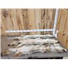 Image 4 : 3 Coyote Soft Tanned Furs Taxidermy