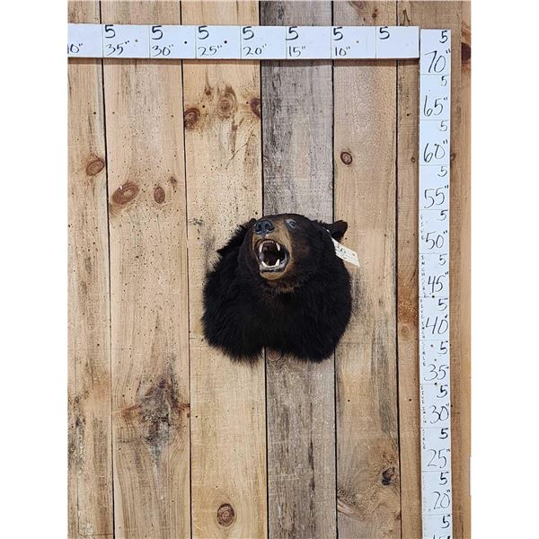 Black Bear Shoulder Mount Taxidermy
