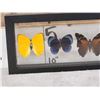 Image 3 : Frame Of 5 Beautiful Butterflies Taxidermy