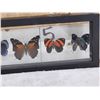 Image 4 : Frame Of 5 Beautiful Butterflies Taxidermy