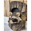 Image 3 : Raccoon In A Log Taxidermy