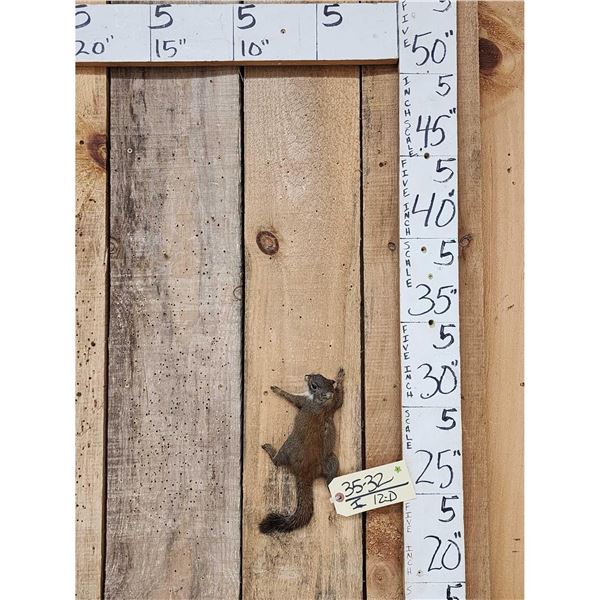 Climbing Squirrel Full Body Taxidermy Mount