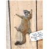 Image 2 : Climbing Squirrel Full Body Taxidermy Mount