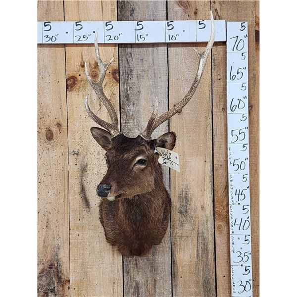 Sika Deer Shoulder Mount Taxidermy