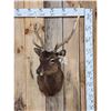 Image 1 : Sika Deer Shoulder Mount Taxidermy