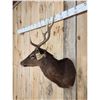 Image 2 : Sika Deer Shoulder Mount Taxidermy