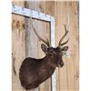 Image 3 : Sika Deer Shoulder Mount Taxidermy