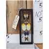 Image 1 : Group Of 5 Beautiful Butterflies Taxidermy