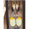 Image 2 : Group Of 5 Beautiful Butterflies Taxidermy