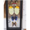 Image 3 : Group Of 5 Beautiful Butterflies Taxidermy