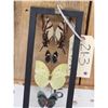 Image 4 : Group Of 5 Beautiful Butterflies Taxidermy