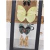 Image 5 : Group Of 5 Beautiful Butterflies Taxidermy