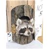 Image 2 : Raccoon In A Log Taxidermy