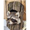 Image 3 : Raccoon In A Log Taxidermy