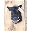 Image 2 : Wild Boar Hog Shoulder Mount Taxidermy