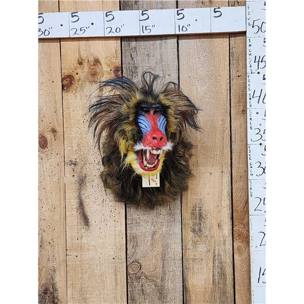 Reproduction African Mandrill Baboon Shoulder Mount Taxidermy