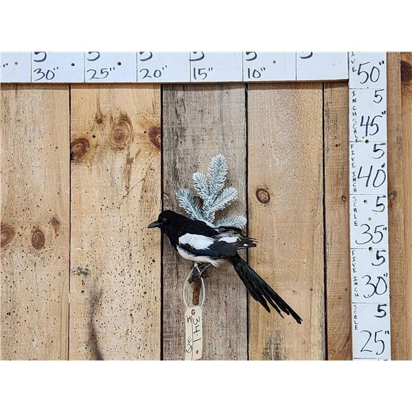 Eurasian Magpie Pica Pica