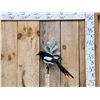 Image 1 : Eurasian Magpie Pica Pica