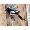 Image 2 : Eurasian Magpie Pica Pica