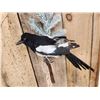 Image 4 : Eurasian Magpie Pica Pica