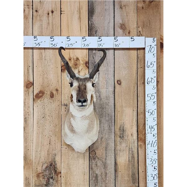 Pronghorn Antelope Shoulder Mount Taxidermy