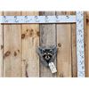 Image 1 : Raccoon In A Den Taxidermy