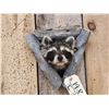 Image 2 : Raccoon In A Den Taxidermy