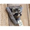 Image 3 : Raccoon In A Den Taxidermy